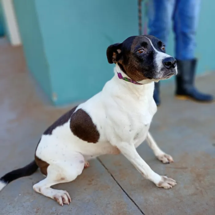 Cachorro raça SRD-ViraLata idade  nome Suzi