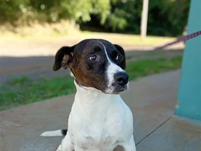 Cachorro raça SRD-ViraLata idade  nome Suzi