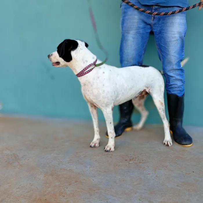 Cachorro raça SRD-ViraLata idade  nome Paulinho