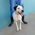 Paulinho