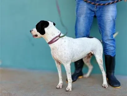 Cachorro raça SRD-ViraLata idade  nome Paulinho