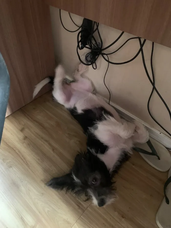 Cachorro raça Shitzu idade 7 a 11 meses nome Lolla
