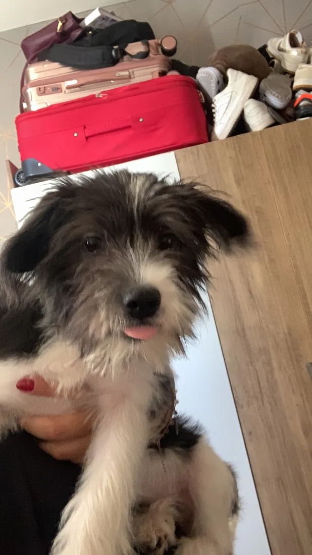 Cachorro raça Shitzu idade 7 a 11 meses nome Lolla