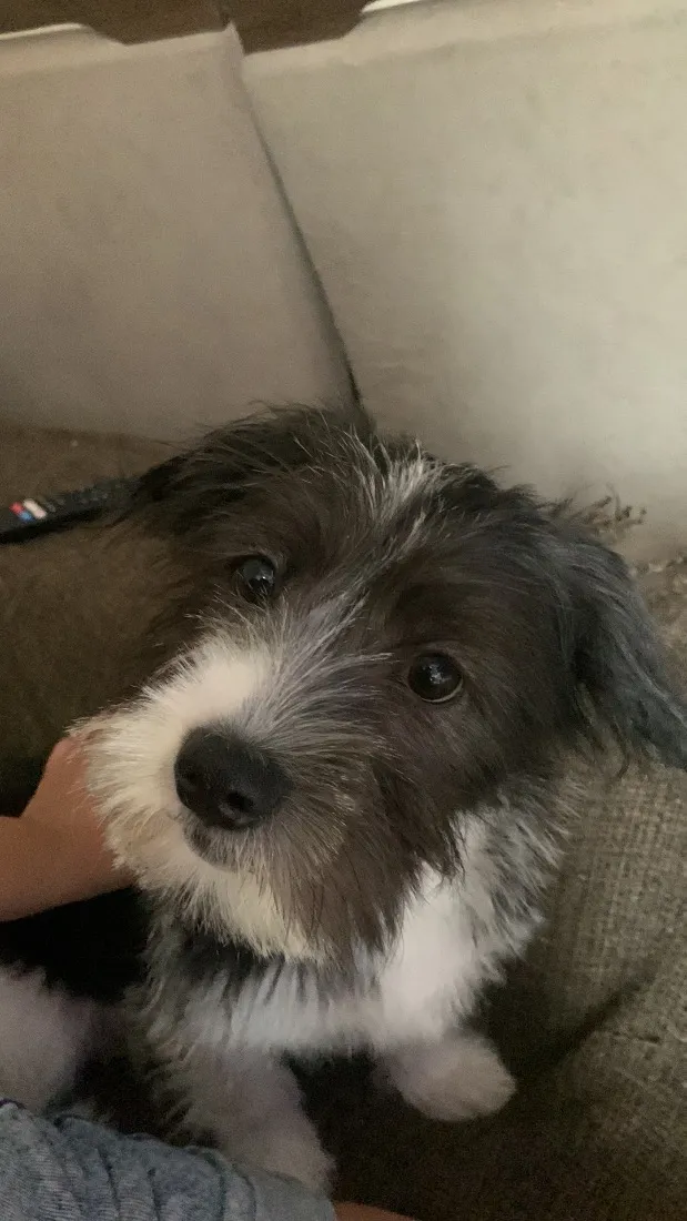 Cachorro raça Shitzu idade 7 a 11 meses nome Lolla