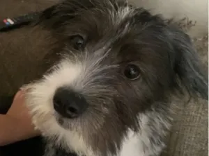 Cachorro raça Shitzu idade 7 a 11 meses nome Lolla