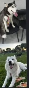 Cachorro raça SRD-ViraLata idade 3 anos nome Koda e Chloe