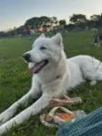 Koda e Chloe