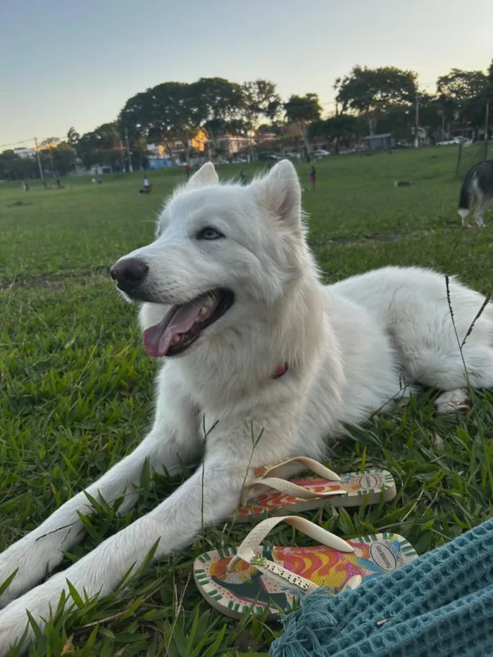 Cachorro raça SRD-ViraLata idade 3 anos nome Koda e Chloe