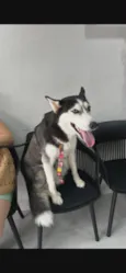 Koda e Chloe