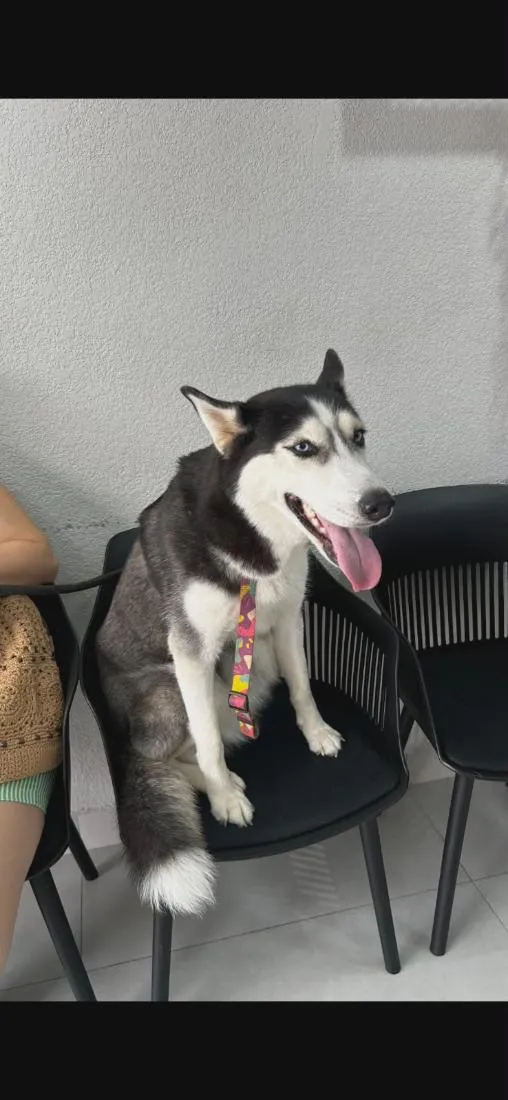 Cachorro raça SRD-ViraLata idade 3 anos nome Koda e Chloe