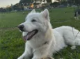 Koda e Chloe