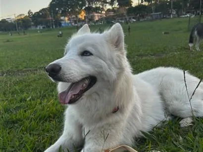 Cachorro raça SRD-ViraLata idade 3 anos nome Koda e Chloe