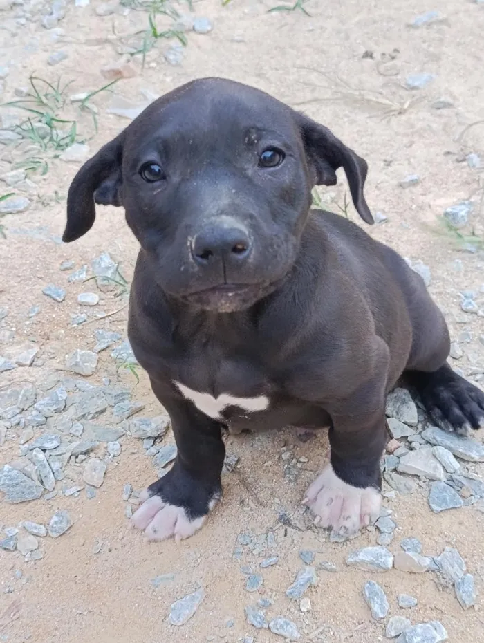 Cachorro raça SRD-ViraLata idade 2 a 6 meses nome Sem nome