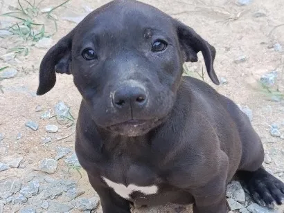 Cachorro raça SRD-ViraLata idade 2 a 6 meses nome Sem nome
