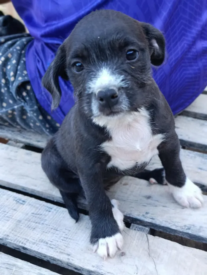 Cachorro raça SRD-ViraLata idade 2 a 6 meses nome sem nome