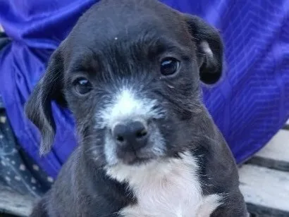 Cachorro raça SRD-ViraLata idade 2 a 6 meses nome sem nome