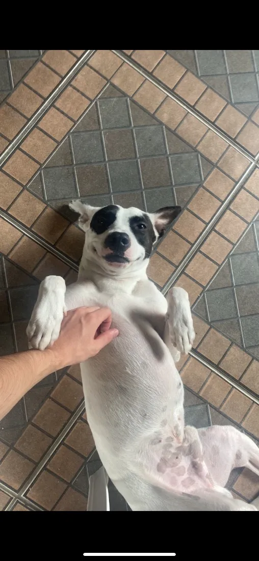 Cachorro raça SRD-ViraLata idade 4 anos nome Spliff
