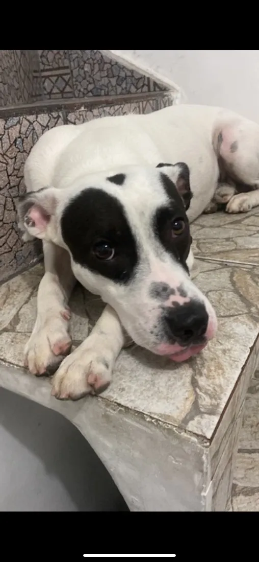 Cachorro raça SRD-ViraLata idade 4 anos nome Spliff