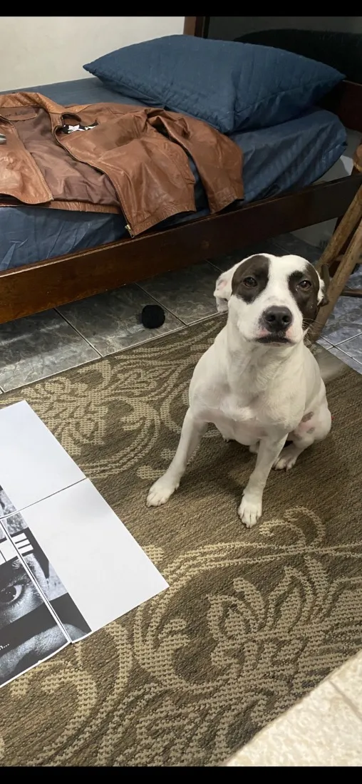 Cachorro raça SRD-ViraLata idade 4 anos nome Spliff