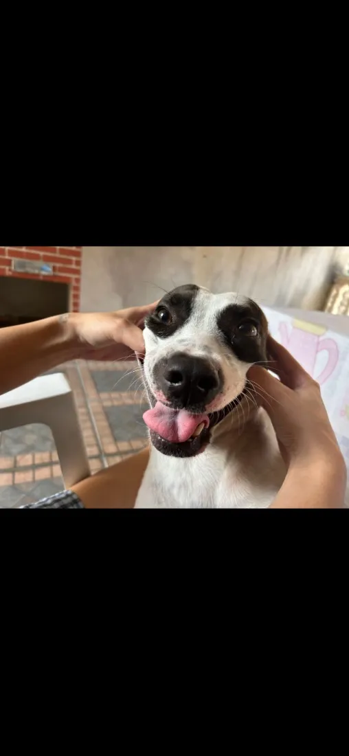 Cachorro raça SRD-ViraLata idade 4 anos nome Spliff