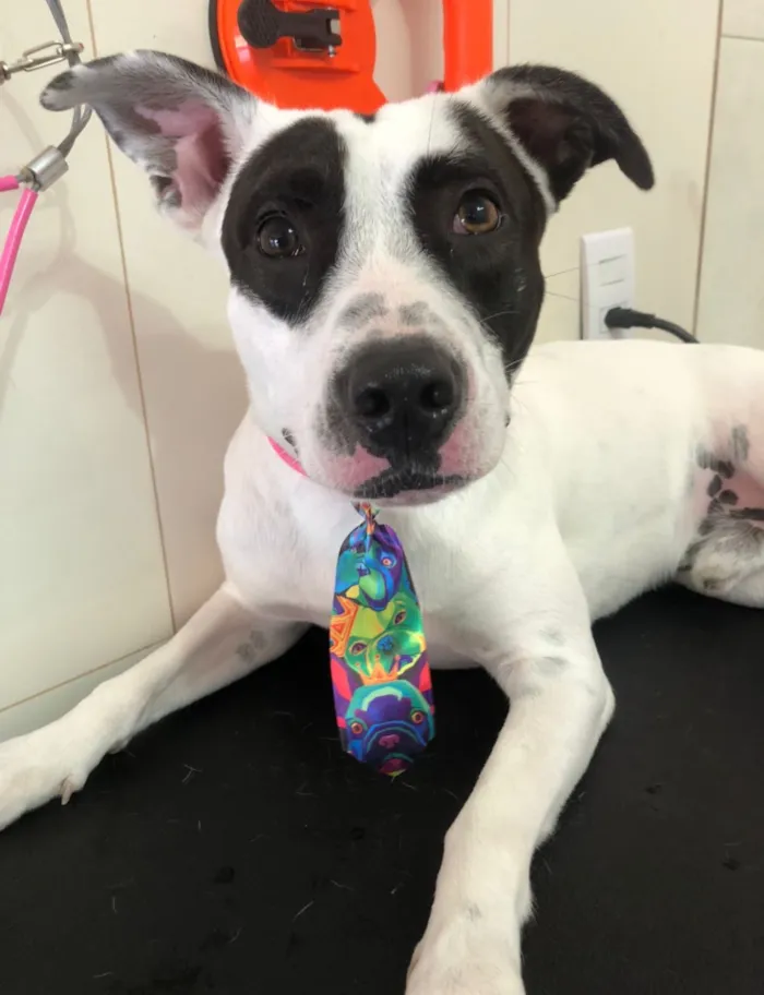 Cachorro raça SRD-ViraLata idade 4 anos nome Spliff