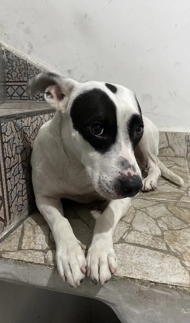 Cachorro raça SRD-ViraLata idade 4 anos nome Spliff
