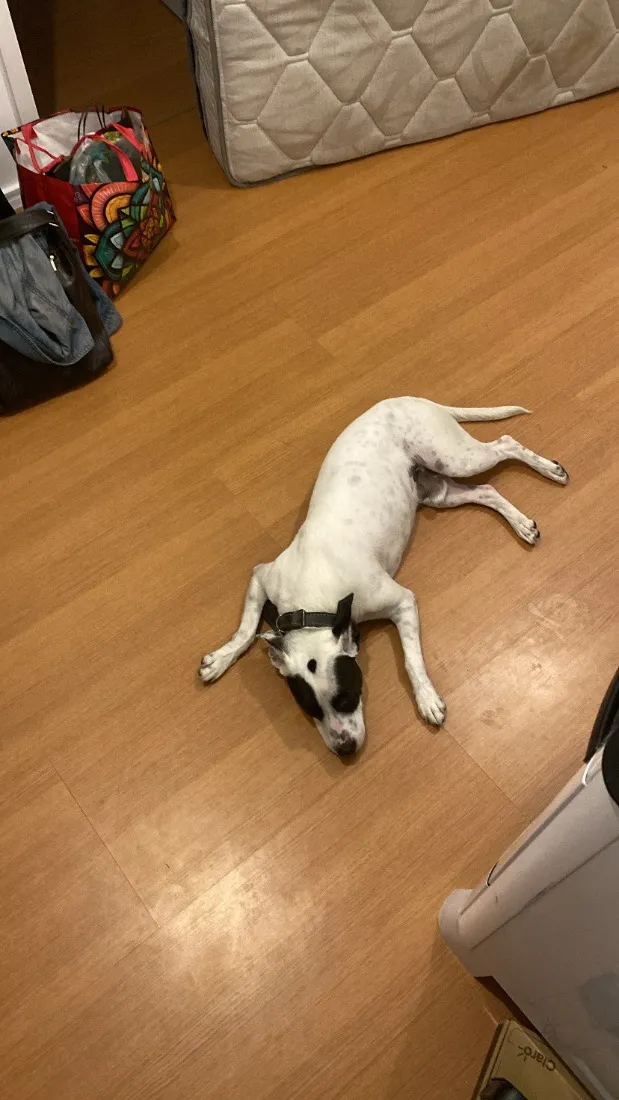 Cachorro raça SRD-ViraLata idade 4 anos nome Spliff