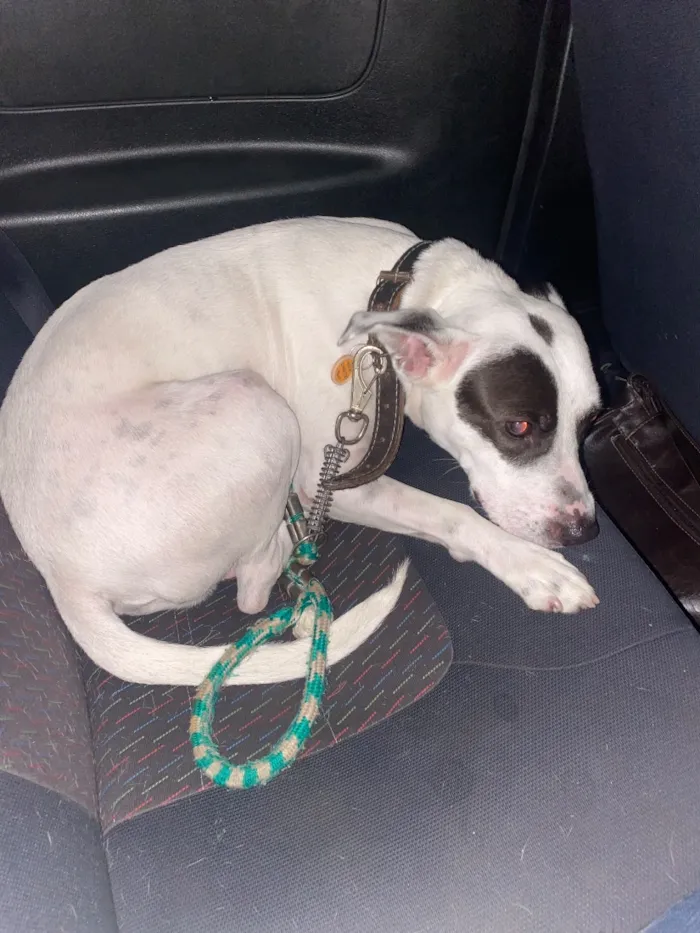 Cachorro raça SRD-ViraLata idade 4 anos nome Spliff