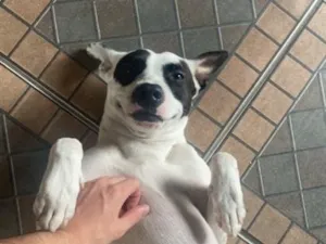 Cachorro raça SRD-ViraLata idade 4 anos nome Spliff