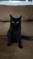 Gata