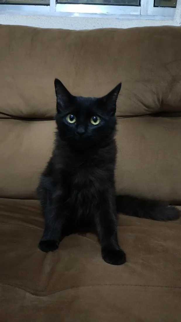 Gato raça SRD-ViraLata idade 2 a 6 meses nome Gata