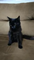 Gata