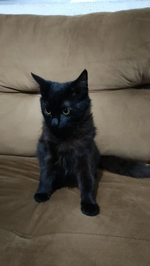 Gato raça SRD-ViraLata idade 2 a 6 meses nome Gata