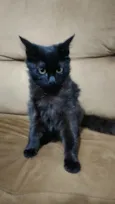 Gata