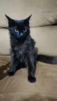 Gata