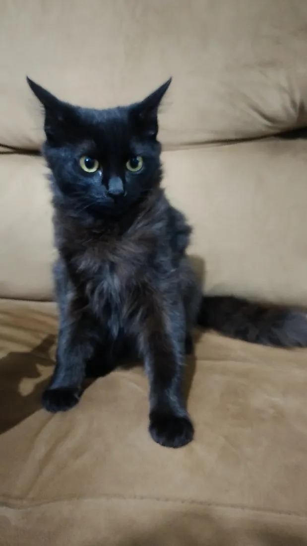 Gato raça SRD-ViraLata idade 2 a 6 meses nome Gata