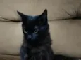 Gata