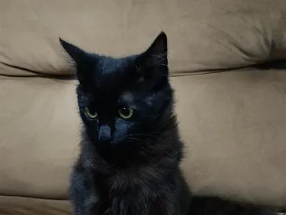 Gato raça SRD-ViraLata idade 2 a 6 meses nome Gata