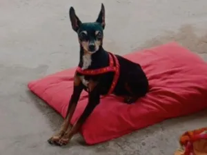 Cachorro raça Pinscher idade 3 anos nome thor