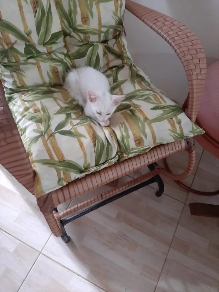 Gato raça SRD-ViraLata idade 2 a 6 meses nome Sem nome