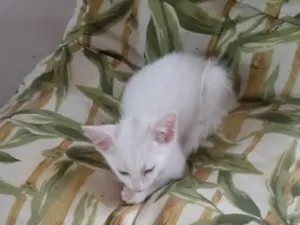 Gato raça SRD-ViraLata idade 2 a 6 meses nome Sem nome