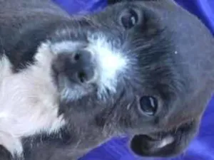 Cachorro raça SRD-ViraLata idade 2 a 6 meses nome sem nome