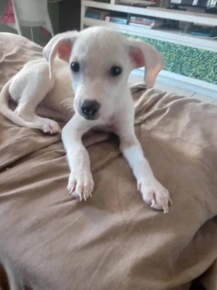 Cachorro raça SRD-ViraLata idade Abaixo de 2 meses nome Sem nome