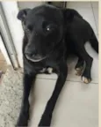 Negão