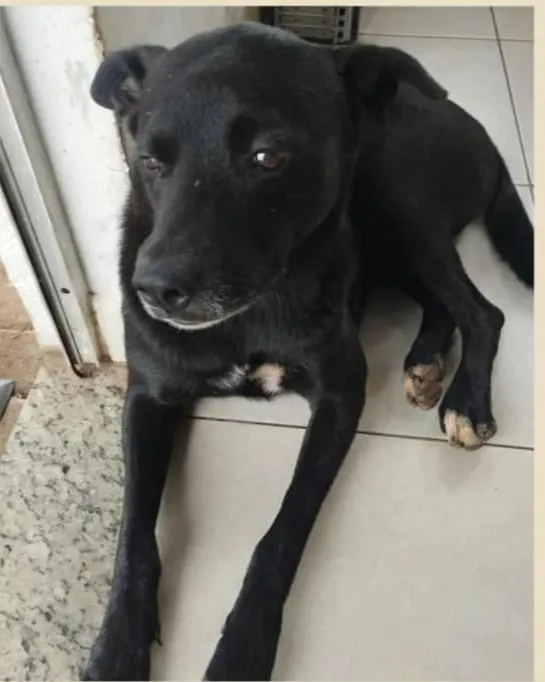 Cachorro raça SRD-ViraLata idade 5 anos nome Negão