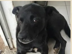 Cachorro raça SRD-ViraLata idade 5 anos nome Negão