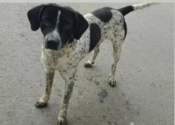 Cachorro raça SRD-ViraLata idade 3 anos nome FLOQUINHO