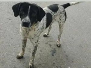 Cachorro raça SRD-ViraLata idade 3 anos nome FLOQUINHO