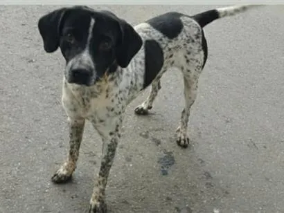 Cachorro raça SRD-ViraLata idade 3 anos nome FLOQUINHO