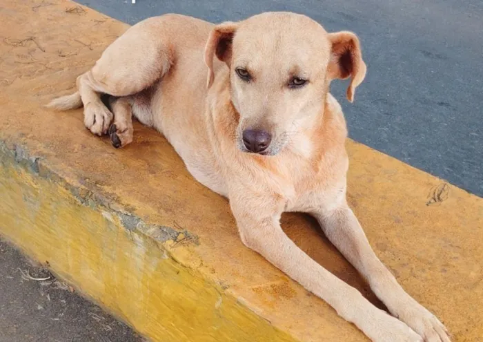 Cachorro raça SRD-ViraLata idade 4 anos nome JUBILEU